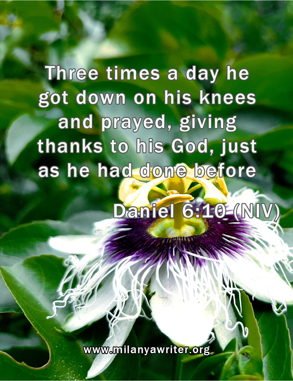 Daniel in the lion’s den giving thanks to God—gratitude that stands firm in trials.